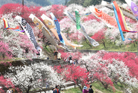 色鮮やかなハナモモに彩られた月川温泉郷一帯＝17日、阿智村智里