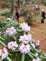 浅間しゃくなげ公園に咲くシャクナゲ