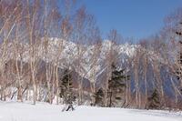 　「陽春」と言うように、春の光はどこか優しい感じがします。ひとつには、残雪の照り返しで光がやわらかくなるからでしょう。ダケカンバの林の奥に穂高連峰が顔をのぞかせていました＝2026年3月29日、りんどう平