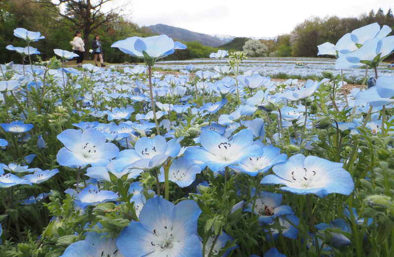 一面に広がる青色の花、ネモフィラが見頃 安曇野市の国営アルプスあ