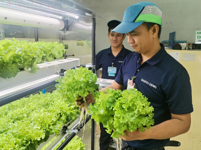 山洋電気、フィリピンで水耕栽培機の販売を開始 野菜摂取のニーズ