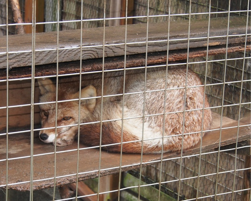 夜の動物園で楽しむ謎解きゲームの魅力