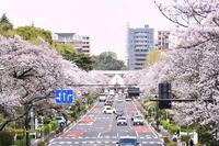 　満開の桜に彩られた大学通りの正面に旧国立駅舎が見える（1キロ以上離れた歩道橋から）