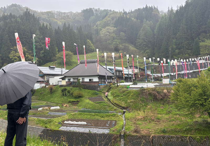春の雨で水浴びするこいのぼり 長野市鬼無里に50匹ずらり、5日まで