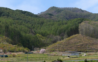 伐期を迎えたカラマツが育つ南相木村の山林＝4月28日