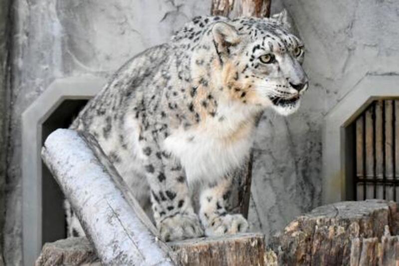 15歳のユキヒョウ死ぬ 名古屋・東山動植物園｜信濃毎日新聞デジタル