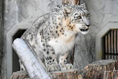 15歳のユキヒョウ死ぬ 名古屋・東山動植物園｜信濃毎日新聞デジタル