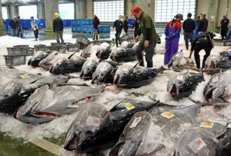 生クロマグロ初水揚げ 鳥取・境港｜信濃毎日新聞デジタル 信州・長野県