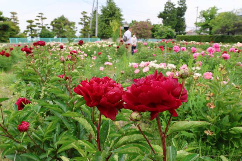 観光農園の魅力と楽しみ方