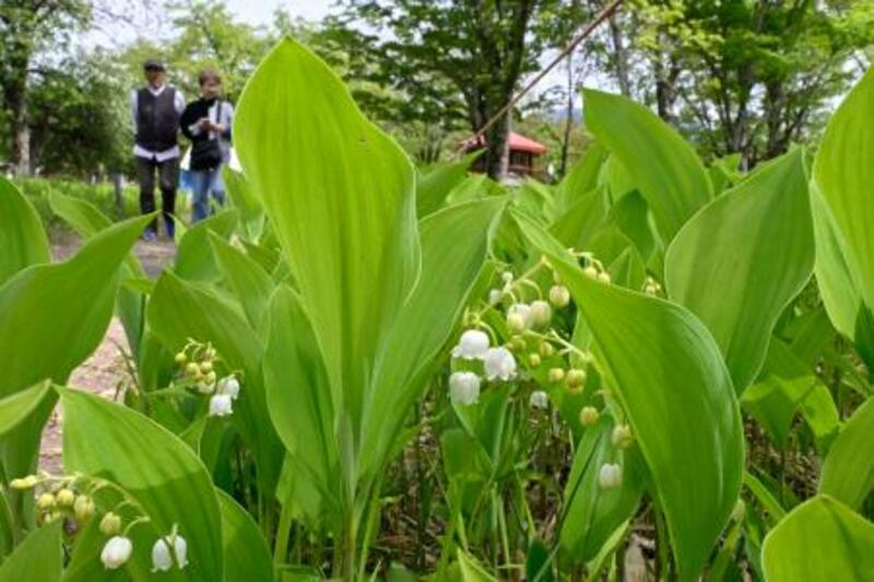 初夏彩るスズランが開花 北海道・平取の群生地｜信濃毎日新聞デジタル