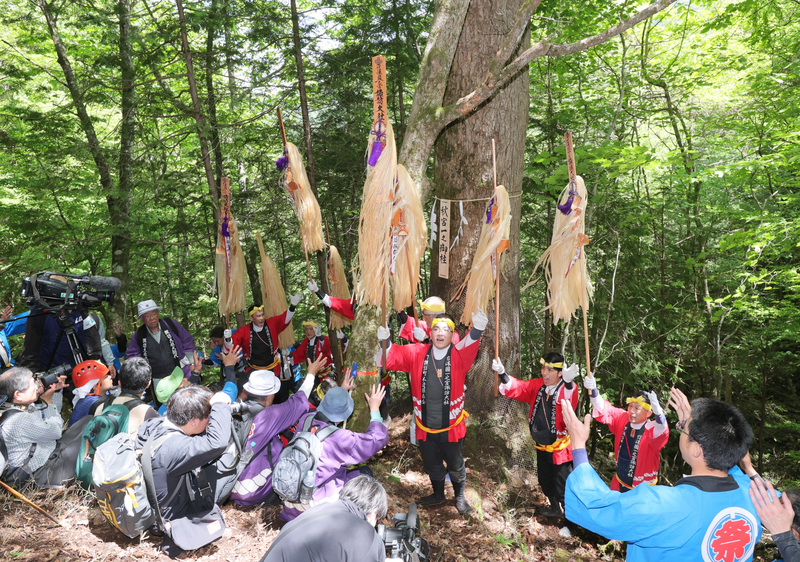 諏訪大社御柱祭､下社の御用材決定 下諏訪町で12年ぶりに｢本見立て