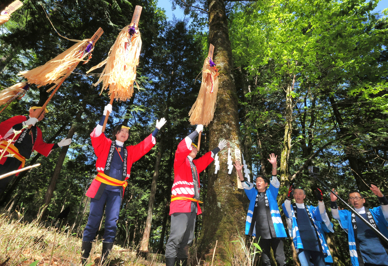 諏訪大社御柱祭へ「立派な木がそろった」 下社「本見立て」【写真複数