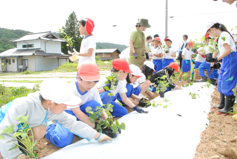 佐久市望月小3年、サツマイモの苗植える 「給食で食べるのが楽しみ