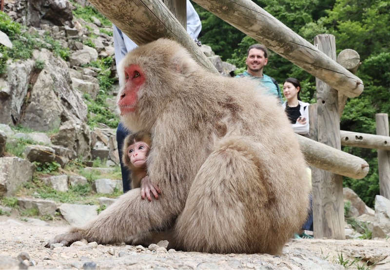 山ノ内町の地獄谷野猿公苑､ニホンザルが出産ピーク 訪日客の視線