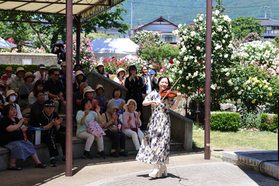 満開の花咲く中野市「バラまつり」 バイオリンの音色が響く｜信濃毎日