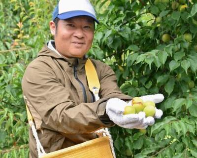 南高梅の収穫最盛期、品質良好 和歌山南部｜信濃毎日新聞デジタル 信州
