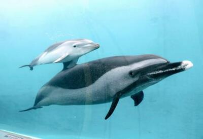 マダライルカの赤ちゃん、公開 和歌山・太地、くじらの博物館｜信濃