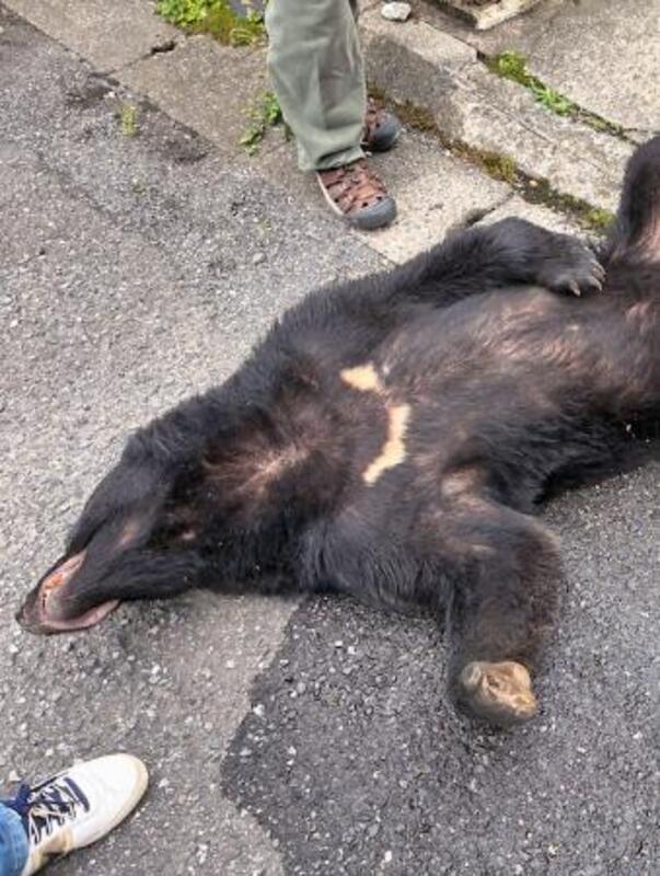 クマ様確認用♡ 宇都宮の市街地でクマ1頭捕獲 麻酔銃発射、体重100キロ｜信濃毎日新聞