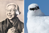 ライチョウ（右）にちなんだペンネームをつかった平塚らいてう