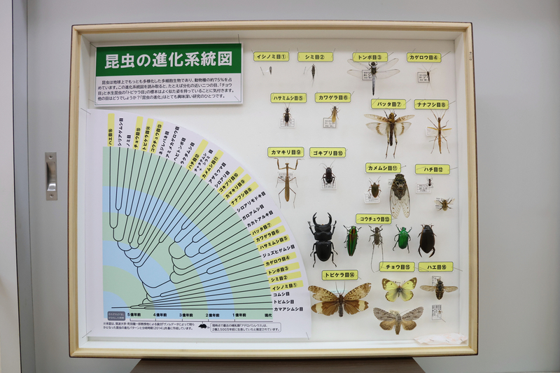標本で昆虫のリアルな姿に触れて 青木村の資料館が展示リニューアル