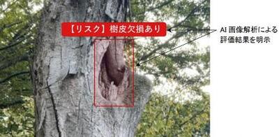 倒木リスク、AIが判定 診断システム自治体導入へ 公園や道路脇、事故