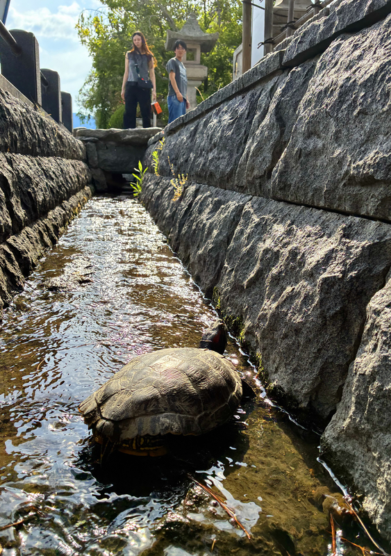 善光寺駒返り橋の水路をのぞいてみると 「家出かな？」もぞもぞ動く亀