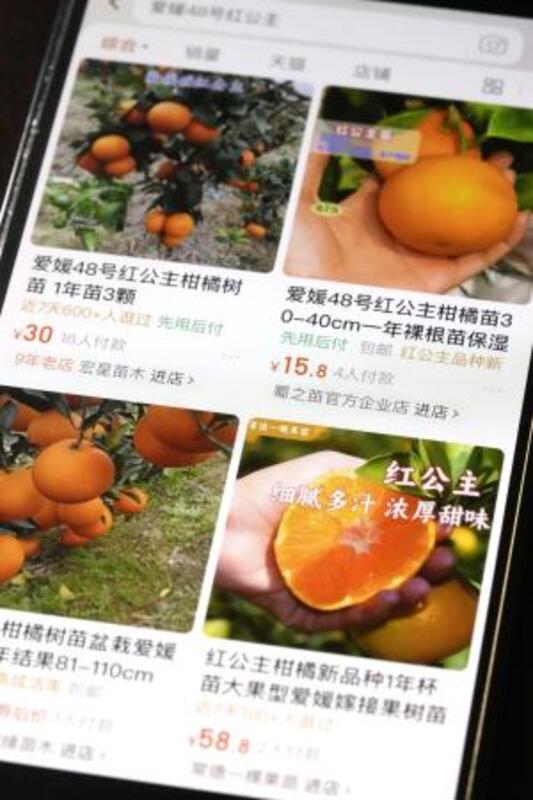 農作物50品種が流出可能性 中韓でネット販売か、農水省調査｜信濃毎日