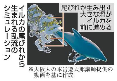 イルカ、大きな渦の力で前に進め スパコン「富岳」で水流分析｜信濃