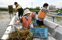 諏訪湖でヒシを取る参加者