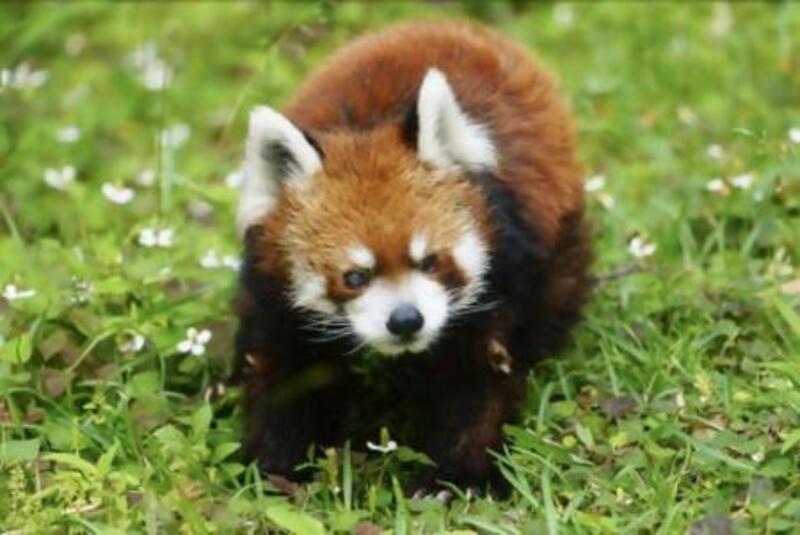 レッサーパンダ風太、23歳 飼育員「来年もこの場所で」｜信濃毎日新聞
