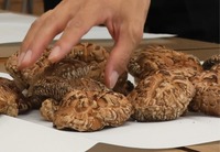 干しシイタケ
