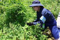 手作業でヒメジョオンを除去する作業の参加者