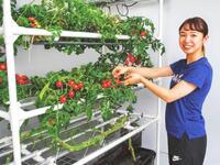 　茎をS字状に伸ばす新開発の手法で栽培されたミニトマト（矢守航・東京大准教授提供）