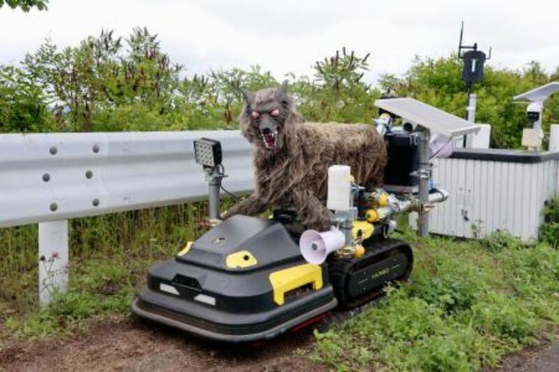 【中古】 蘇える野獣 自走式「ウルフ」に撃退お任せ 釧路空港の鳥獣対策、初導入｜信濃毎日