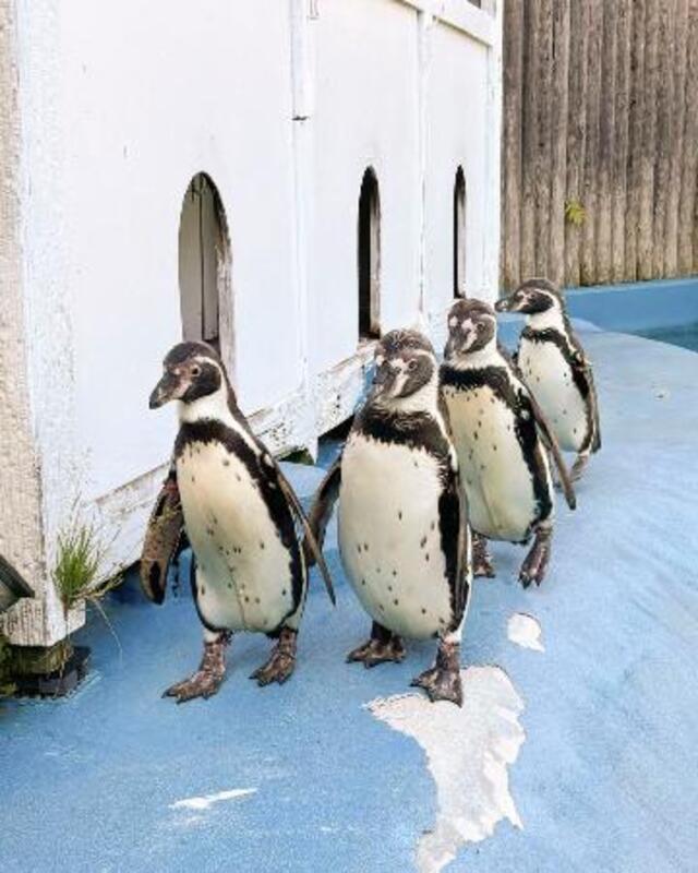 鳥マラリアでペンギン全滅、仙台 八木山動物公園、4羽急死｜信濃毎日