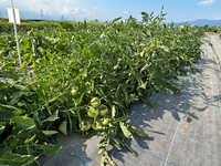 県野菜花き試験場が開発したジュース用トマト「なつみのり」。茂った葉が「日よけ」の役割を果たす＝塩尻市