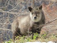 　浅間山にすむニホンカモシカ（高田隼人・東京農工大特任准教授提供）