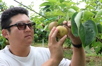 ひょう害で傷ついたナシを見る松本さん