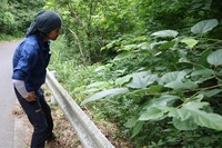 わなを確認する上村さん