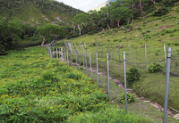 南アルプス・三伏峠のお花畑。柵が立つ登山道の左側にはシナノキンバイの黄色の花が広がるが、右側はシカの食害で「芝地」のような光景に＝7月21日