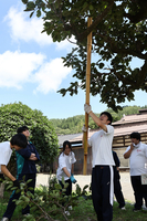 竹ばさみを使って柿を取る生徒ら