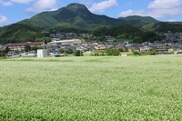 じゅうたんのように広がるタチアカネの白い花