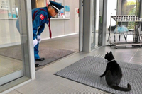 美術館に入ろうとする黒猫・ケンちゃんと、警備員の馬屋原定雄さんの過去の攻防＝尾道市立美術館提供