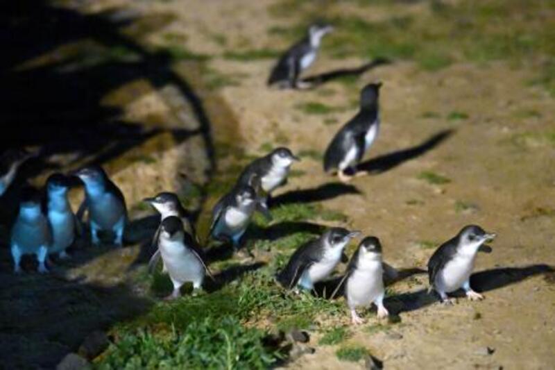 豪州、ペンギン守る接種展開 鳥インフル拡大で5千羽に｜信濃毎日新聞