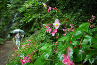 秋雨にしっとりとぬれたシュウカイドウの花＝7日、天龍村平岡