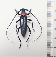 クビアカツヤカミキリの成虫＝県農業試験場提供