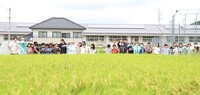 学生と作ったかかしを田んぼに設置した児童たち