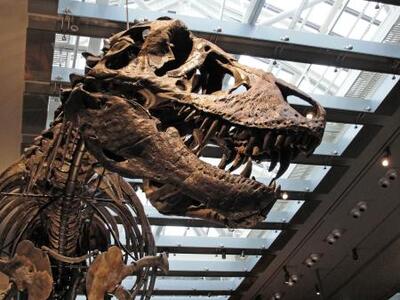 ティラノサウルスの体温は36度 歯の分析で推定、米チーム研究｜信濃