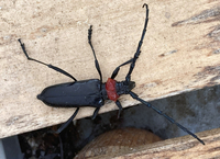 長野市篠ノ井で住民が撮影したクビアカツヤカミキリの成虫（県提供）