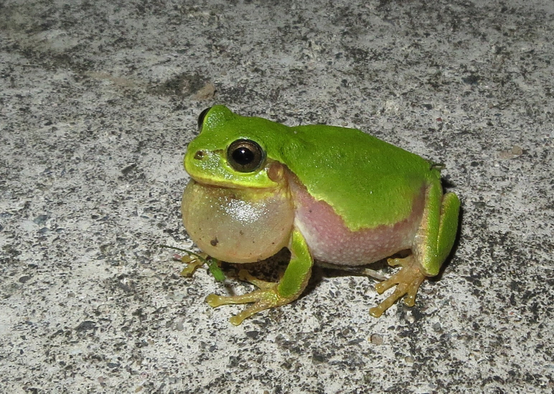 アマガエル実は2種類だった 突き止めたのは長野高校・生物班出身の研究